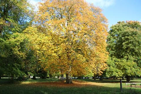 Autumnal tree Stock Photos