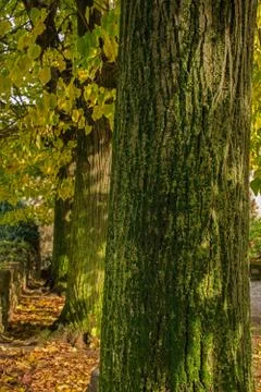Autumnal Tree Trunk Stock Photos