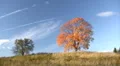 Autumnal trees HD Footage