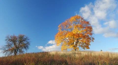 Autumnal trees 스톡 동영상 8775973