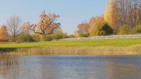 Autumnal trees 스톡 동영상 8908818