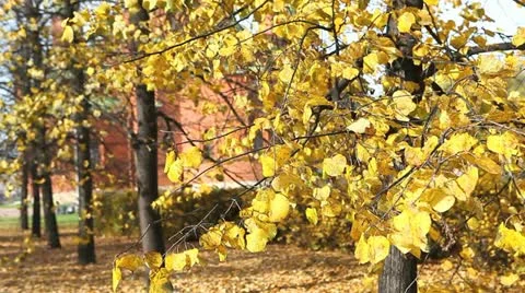 Autumnal trees Stock Footage
