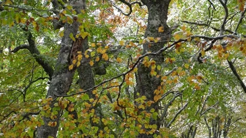 Autumnal trees in a forest. Stock Footage 254213697