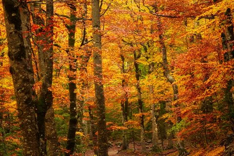 Autumnal trees in a forest Stock Photos