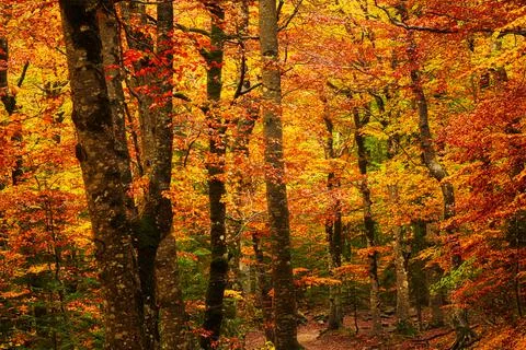 Autumnal trees in a forest Stock Photos