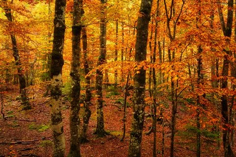 Autumnal trees in a forest Stock Photos