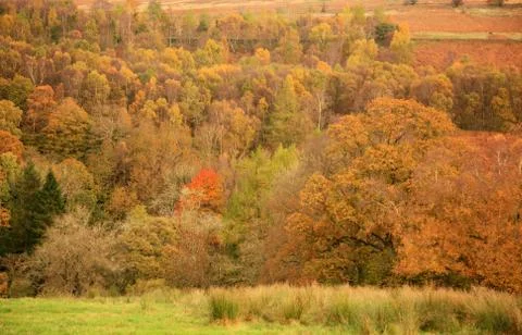 Autumnal trees Foto stock