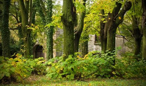 Autumnal Trees Stock Photos