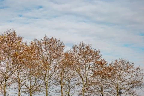Autumnal Trees Stock Photos