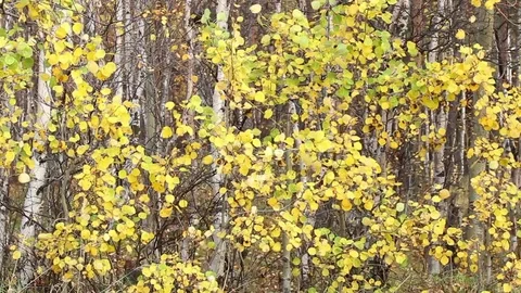 Autumnal trees shake on wind. Static scene of multitude of ripple leaves Stock Footage 74991396
