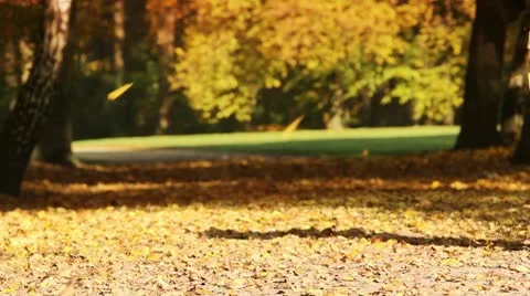 Autumnal way Stock Footage 8931666