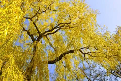 Autumnal willow Stock Photos