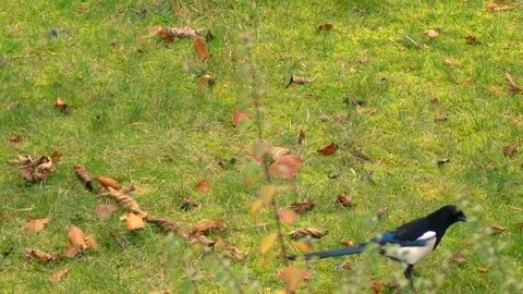 Autumnal withered tree leaves on a green meadow with bird Stock Footage 147500538