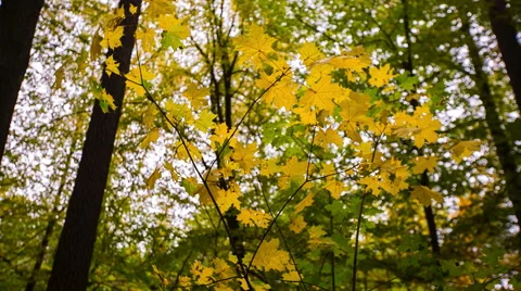 Autumnal yellow maple leaves on branch Video stock 59082159