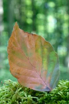 Autumnale colored beech leaf on a mossy trunk in the forest Stock Photos