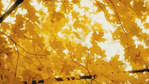 Autumncanada00001846 Stock Footage 244220061