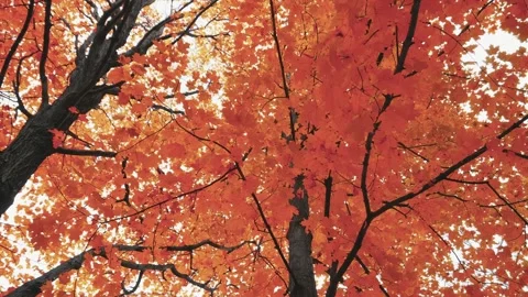 Autumncanada00003171 Stock Footage 244220191
