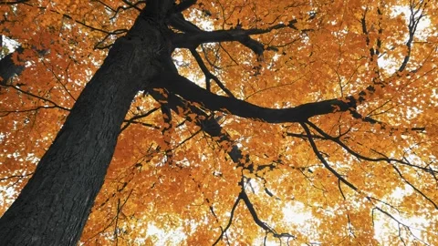 Autumncanada00004007 Stock Footage 244220201
