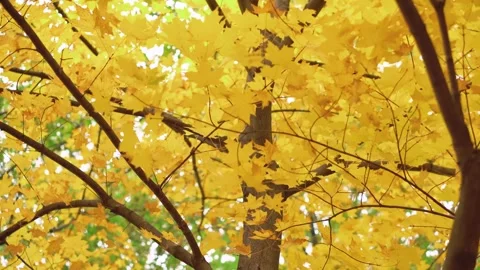 Autumncanada00006929 Stock Footage 244220232