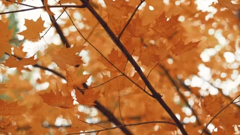 Autumncanada00010618 Stock Footage 244220441