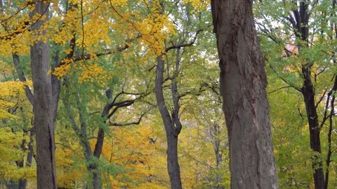Autumncanada00011287 Stock Footage 244220587