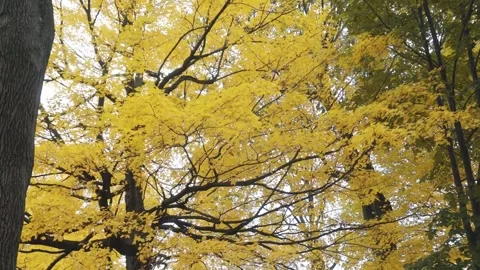 Autumncanada00014243 Stock Footage 244220630