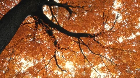 Autumncanada00026729 Stock Footage 244220922