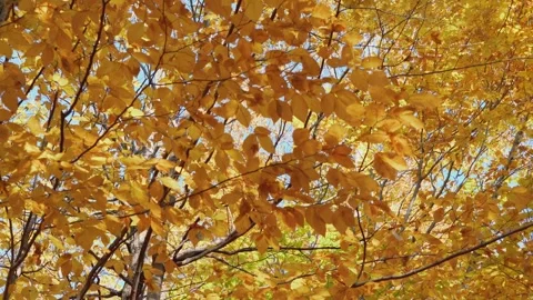 Autumncanada00030923 Stock Footage 244220962
