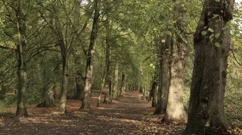 Autumn/Fall Forest at Day Stock Footage 46717054