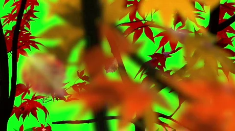Autumn/Fall green screen Stock Footage 848770