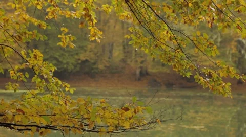 Autumn,Fall, Rain, Tree, Leaf, Leaves Stock Footage 43259213