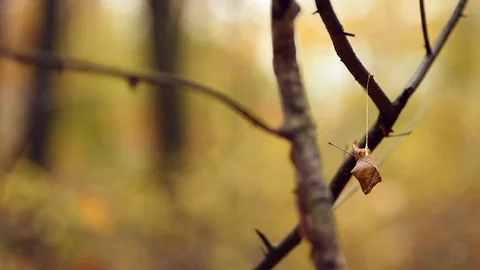 Autumn/Fall Scene: Dead Leaf Bobbling in Wind Hangs by Thread From Branch Stock Footage 98416439