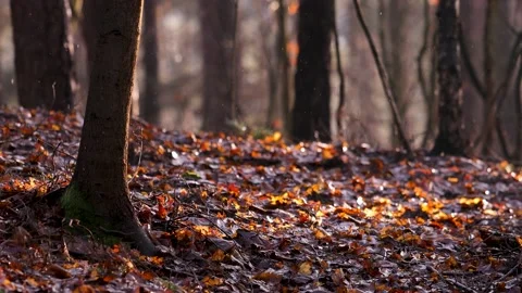 Autumnl forest during rain. Small raindrops on trees background. Stock Footage 146522690