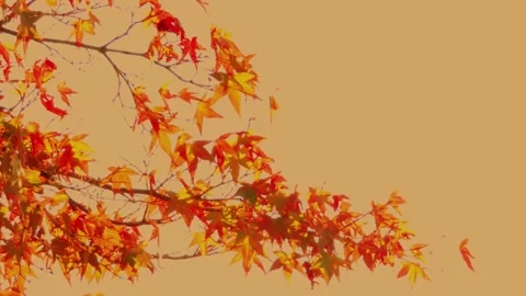 AutumnLeaves-Sunset Video stock 220661221