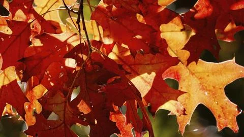 AutumnLeaves2 Stock Photos