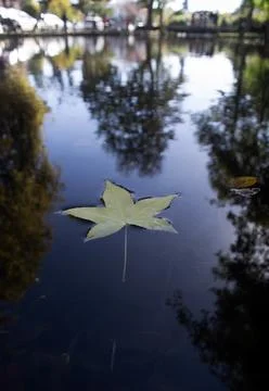 Autumn's Dance: Maple Leaf Floating on a Mirror-Like Southern Chilean Lagoon 写真素材