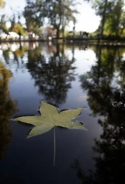 Autumn's Dance: Maple Leaf Floating on a Mirror-Like Southern Chilean Lagoon Stock Photos