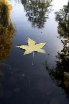 Autumn's Dance: Maple Leaf Floating on a Mirror-Like Southern Chilean Lagoon Stock Photos
