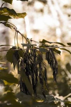 Autumns dead leafs Stock Photos