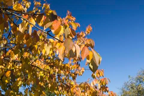 Autumns leafs Stock Photos