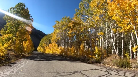 Autumn's Symphony: A Driver's Perspective Through the Golden Aspens of Bish.. Stock Footage 263262041