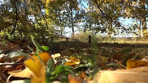 Autumnslow Stock Footage 96518846