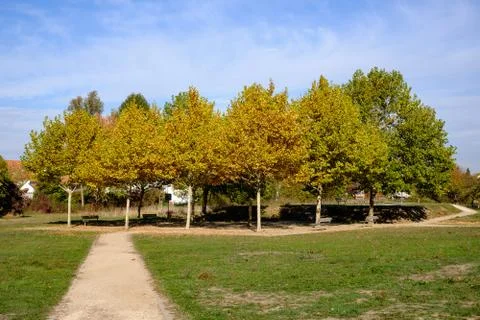 Autumntrees Stock Photos