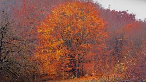 Autumny Stock-Fotos