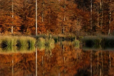 Autums forest Stock Photos