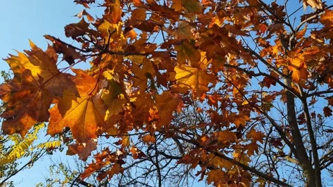 Autunm park 8 Stock Footage 221002073