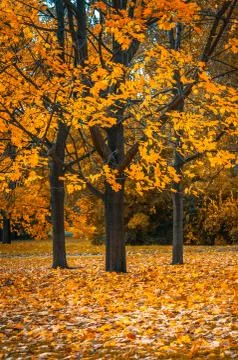 Autunm tree in the park, perfect fall scenery Stock Photos