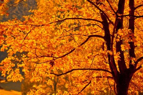 Autunm tree Stock Photos