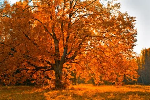 Autunm tree Stock Photos