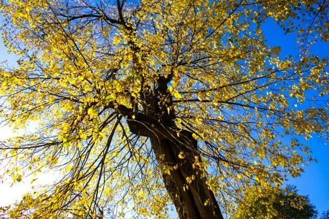 Autunm tree Stock Photos